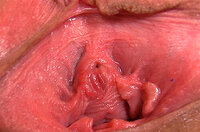 Gapemypussy Instant Access s2 Gapemypussy Instant Access s2