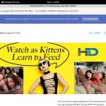 Americankittens Password And Login